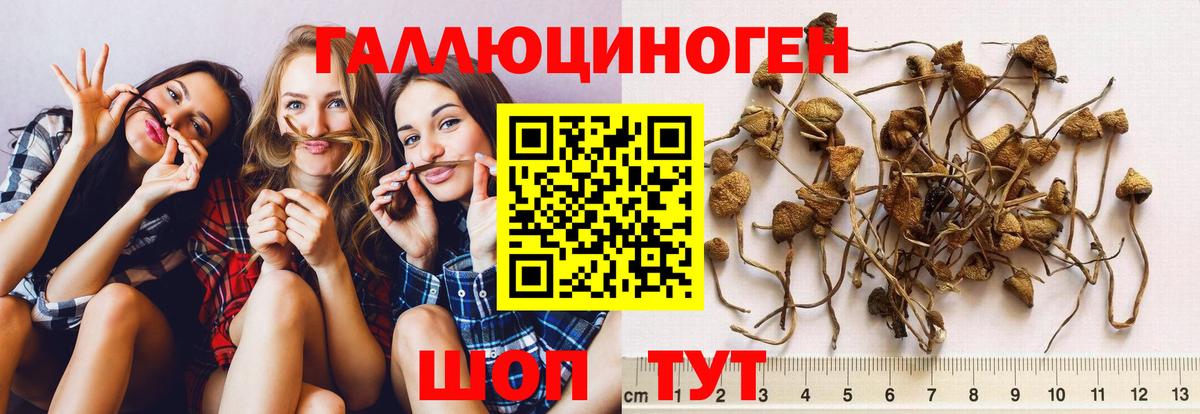 Галлюциногенные грибы Psilocybe Белогорск